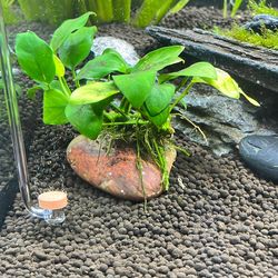 Anubias nana On Rock