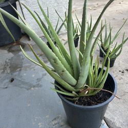 Aloe Plants 