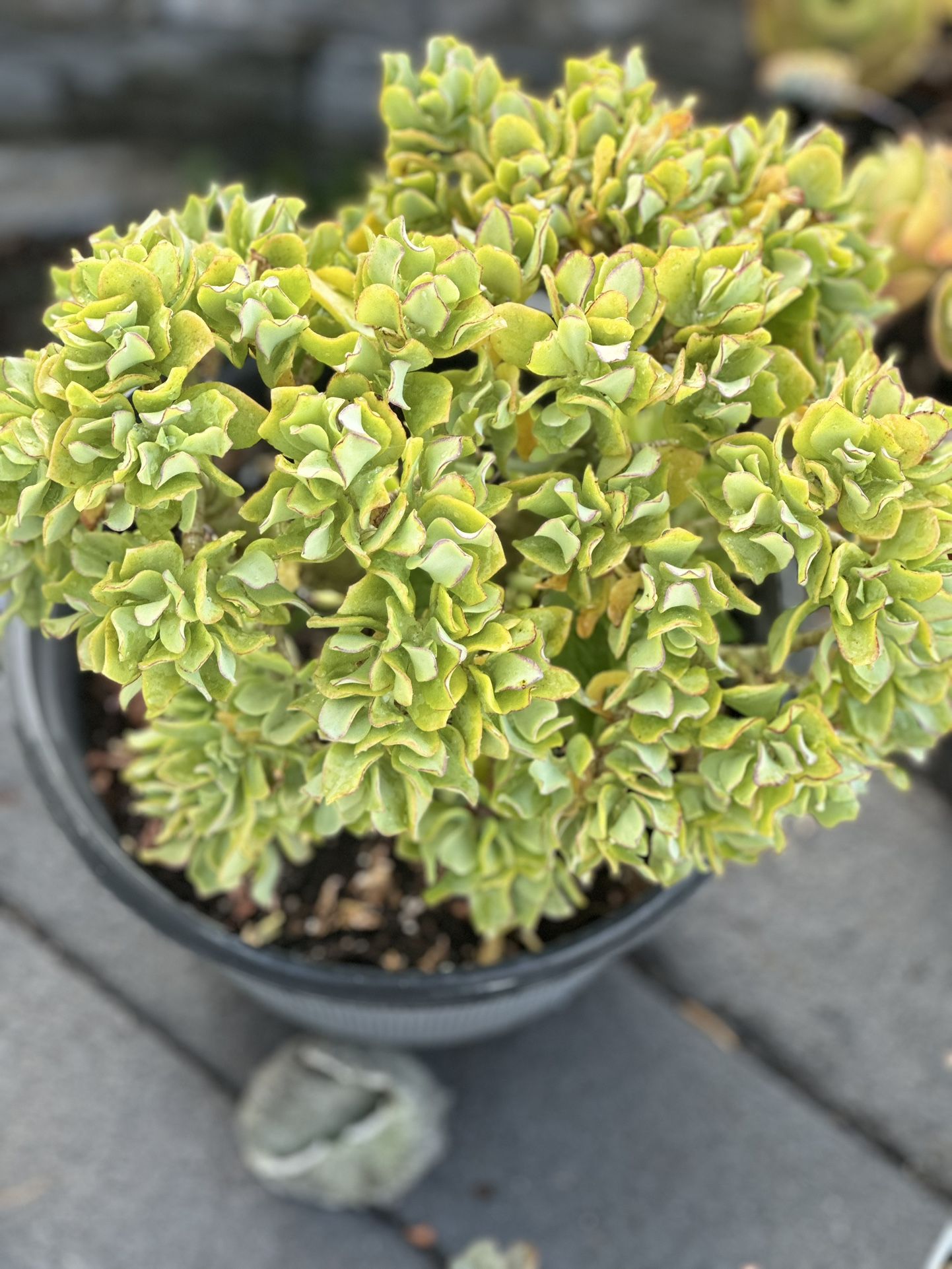 Succulent Clippings and many More! $1-$3