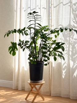 Large ZZ Plant in Black Nursery Pot