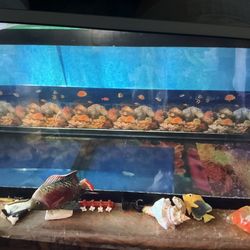 Aquarium 55 g And Filter 