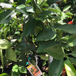 Mandarin Fully Grown Plant In 2 Gal Pot