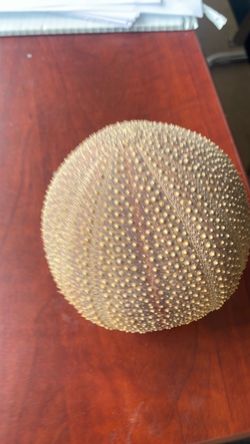 Ben Rickert Sea Urchin pomander /percussion shaker