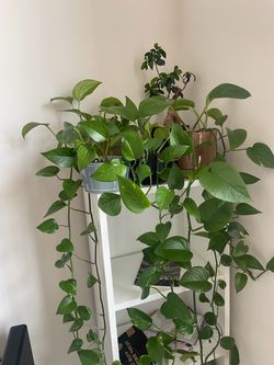 🌿 Healthy Houseplant Collection – Pothos & Ficus – Pots Included