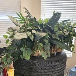 Plant Home or Office Decor  $15