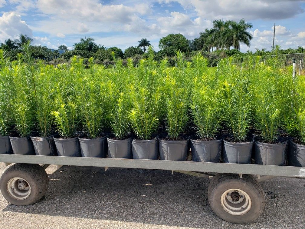 Beautiful Podocarpus Plants For Inmediate Privacy!!! Fertilized!!!