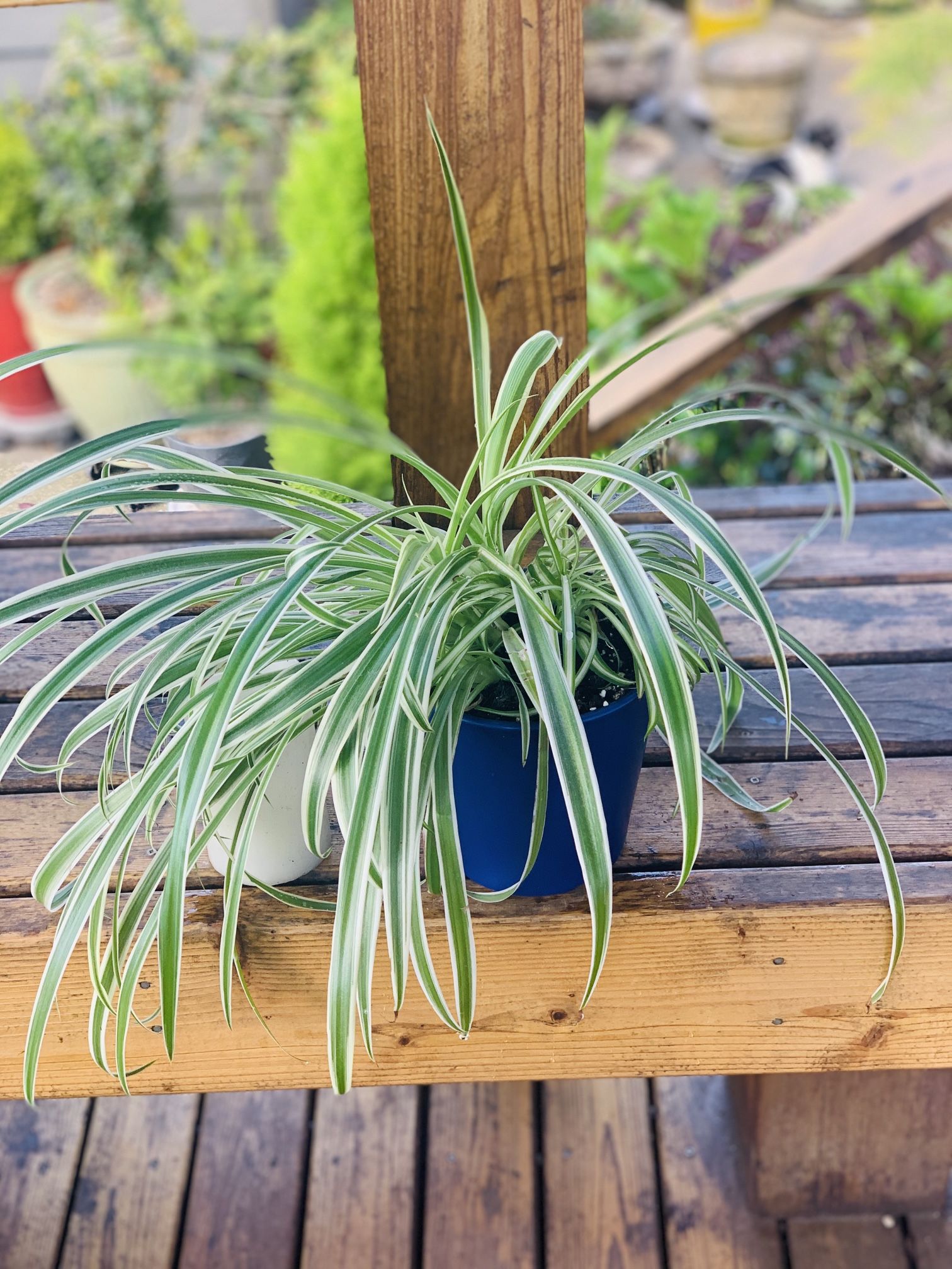Live indoor Spider plant in a ceramic planter pot—firm price