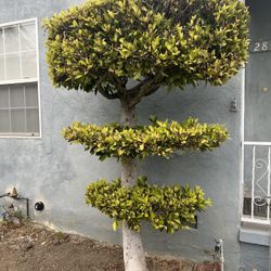 FREE Ficus Topiary (3)
