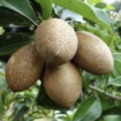 Sapodilla Fruit 