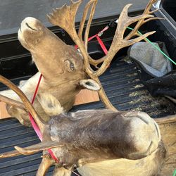 Taxidermy caribou head