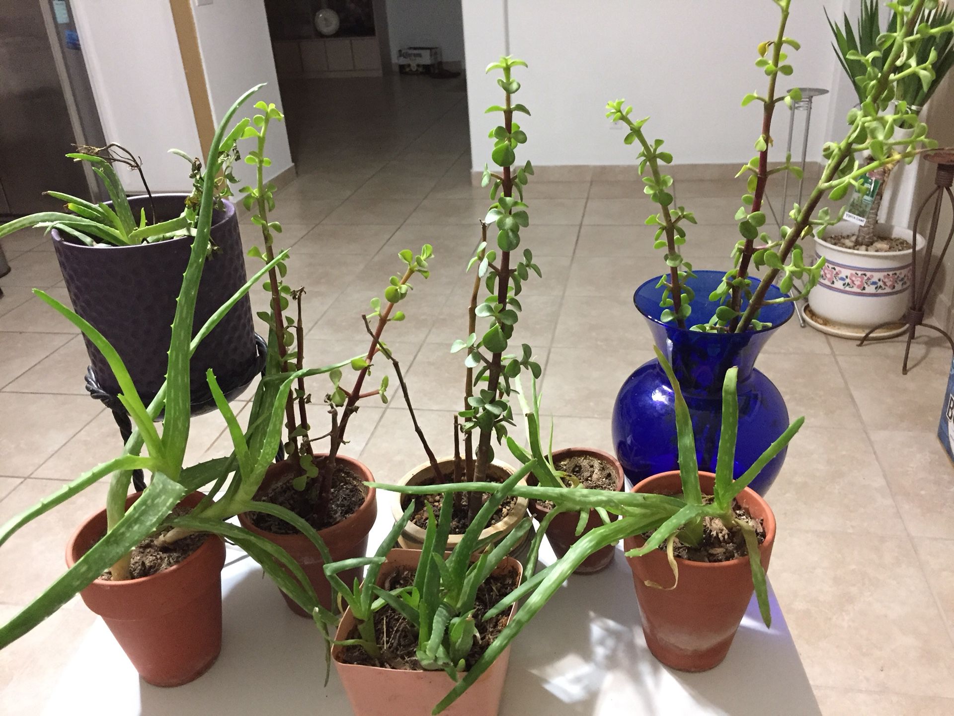 Aloe, jade small house plants(8 PCs).