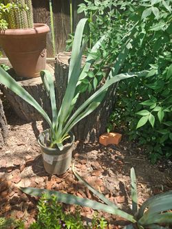Agave...tequila one. Medium In Size.  Pick up only