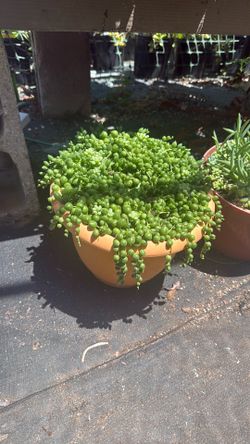 12” String of Pearls
