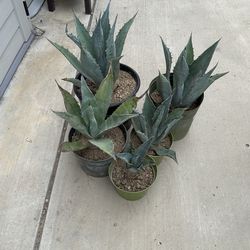 Agave Americana Cuttings with Roots all 5