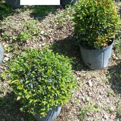 Topiary Ball FROM $25