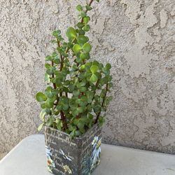 Elephant Bush/Portulacaria afra in glass pot