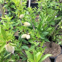 5 Gallon Size- Almond Trees- Moringa Trees- Strawberry Guava Trees- Lemon Guava Trees- Jujube Trees- Sapote Trees- Cherimoya Trees 