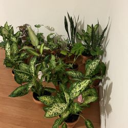 Indoor Plants 20 Each 