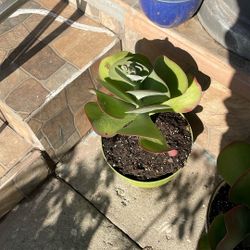 Una Planta Suculenta, Si La Pone. En el sol se le pone más roja.