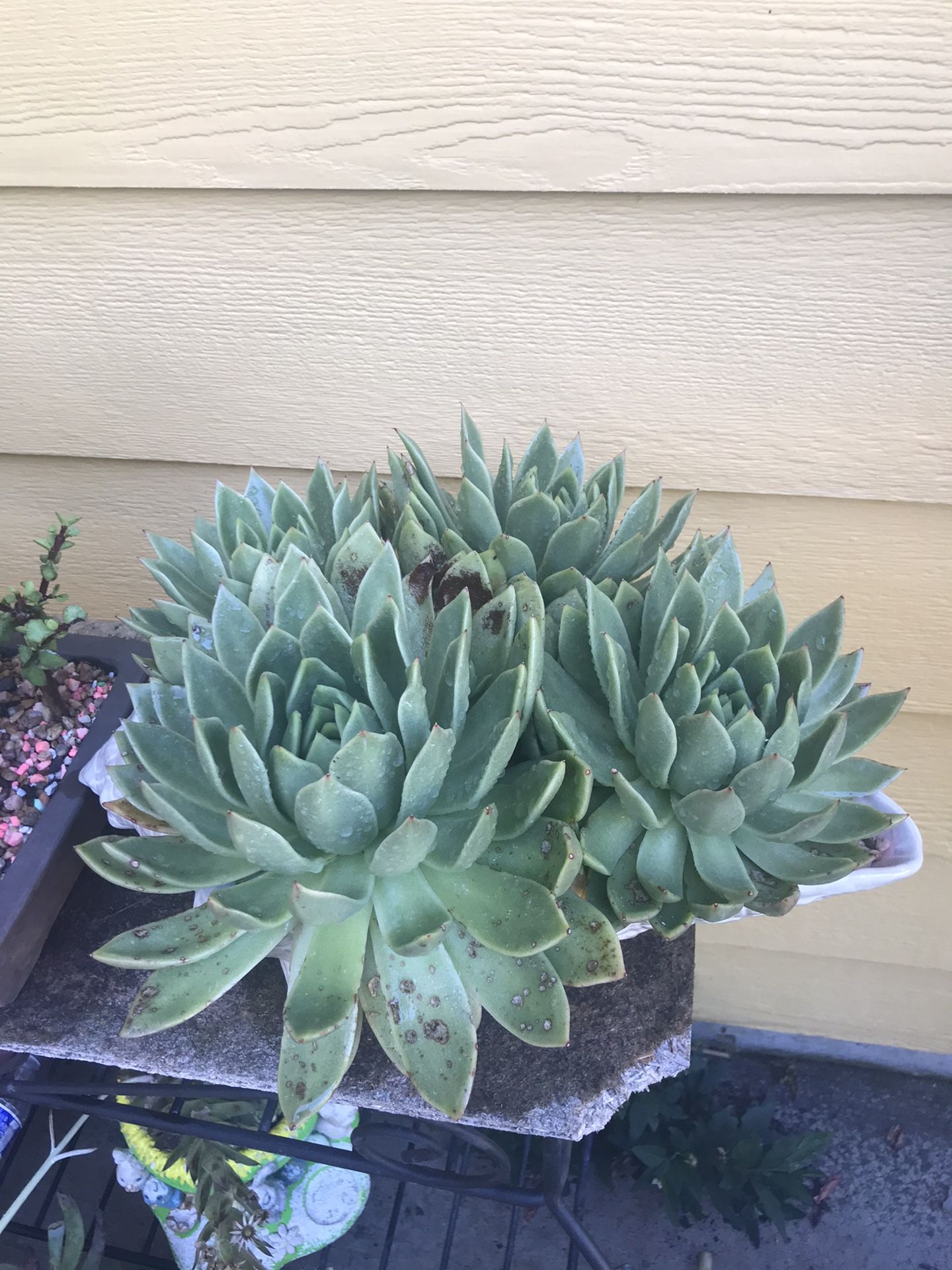 succulents