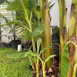 Ice cream Thai banana plant