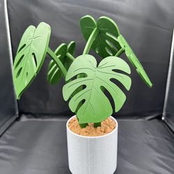 Monstera Plant Coaster