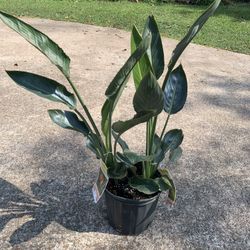 Orange Bird Of Paradise Plant #2