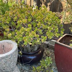 To Cool Plant There Both Big 