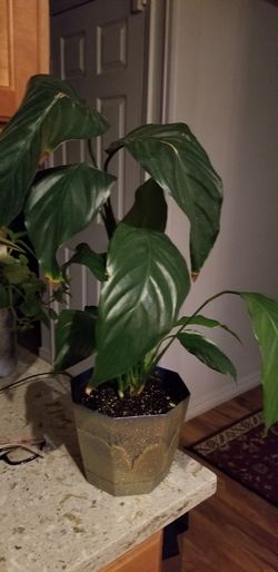White Premium Sympathy Peace Lily - Indoor Plants