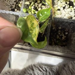 RARE Varigated Billie baby (TC grown)