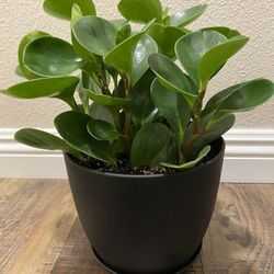 Peperomia Plant