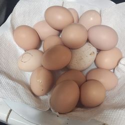 Fresh Organic Eggs And Baby Chiken 