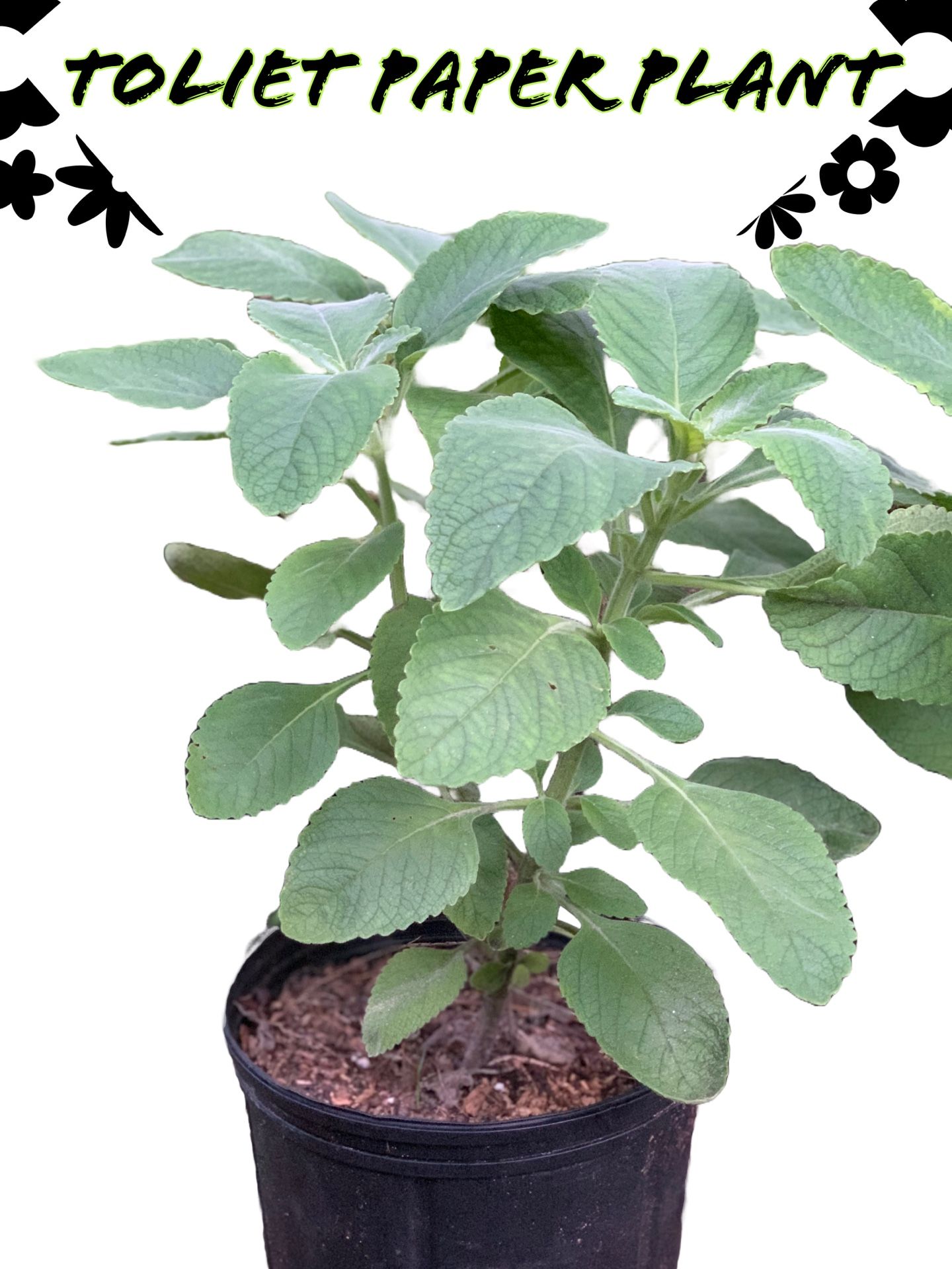 Toilet Paper Plant (Blue Spur Flower) – Soft, Versatile, Eco-Friendly, & Medicinal!