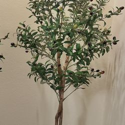 7ft Olive Tree 