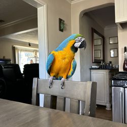 Macaw 
