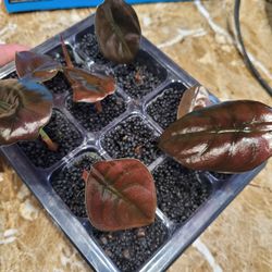 Alocasia Cuprea starter plants.