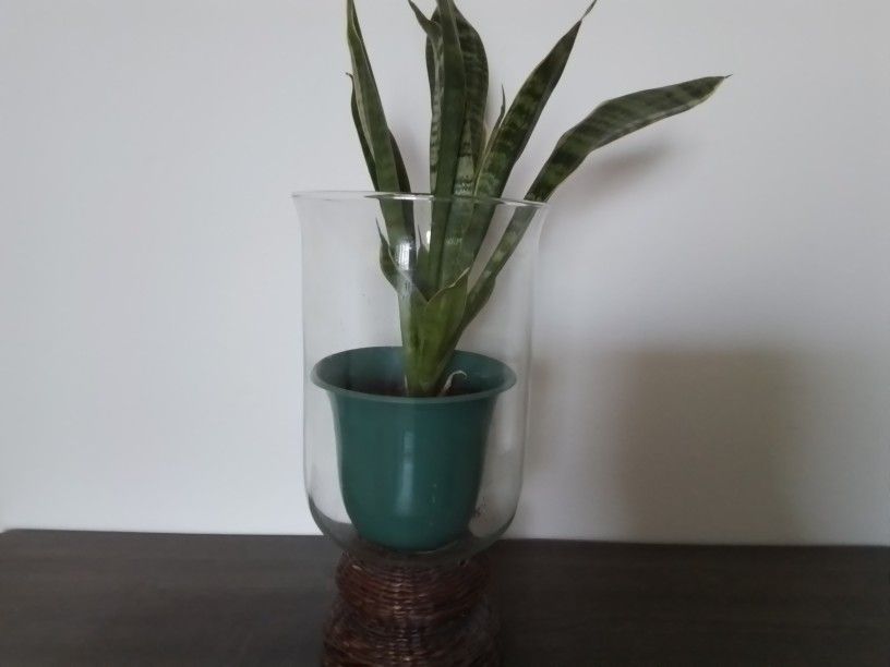 Snake Plant With Pot