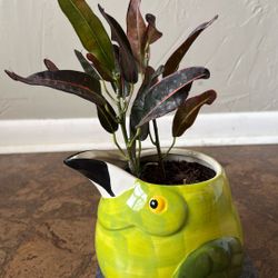 Real Codiaeum Variegatum In Cute Bird Ceramic Planter