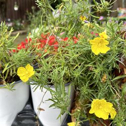 Sundrops Texas Primrose Plants / Plantas 