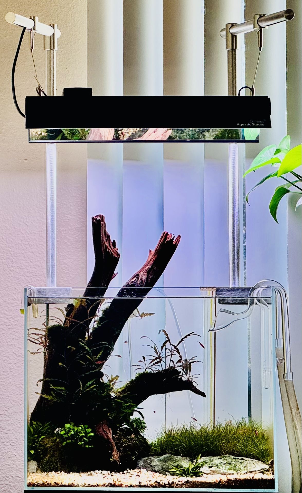 For Sale: Aquascape&Planted Aquarium with Livestock