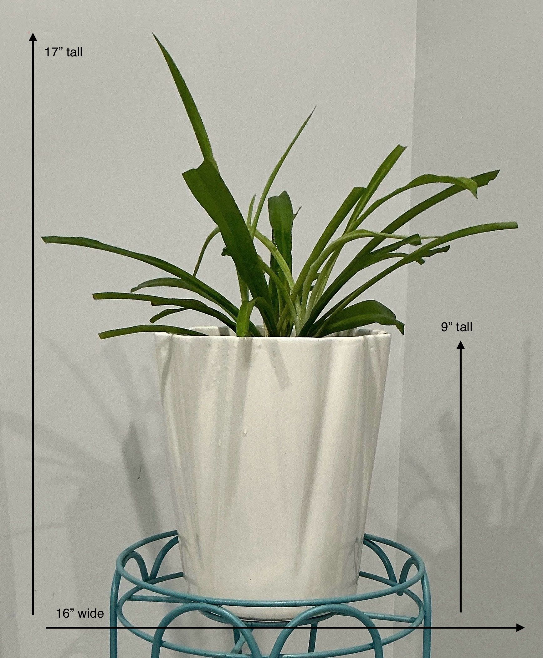 Large White Wavy Fire Glazed Clay Planter with Live Spider Plant
