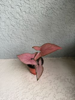 Pink Syngonium plant