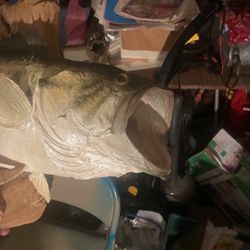 Mounted bass