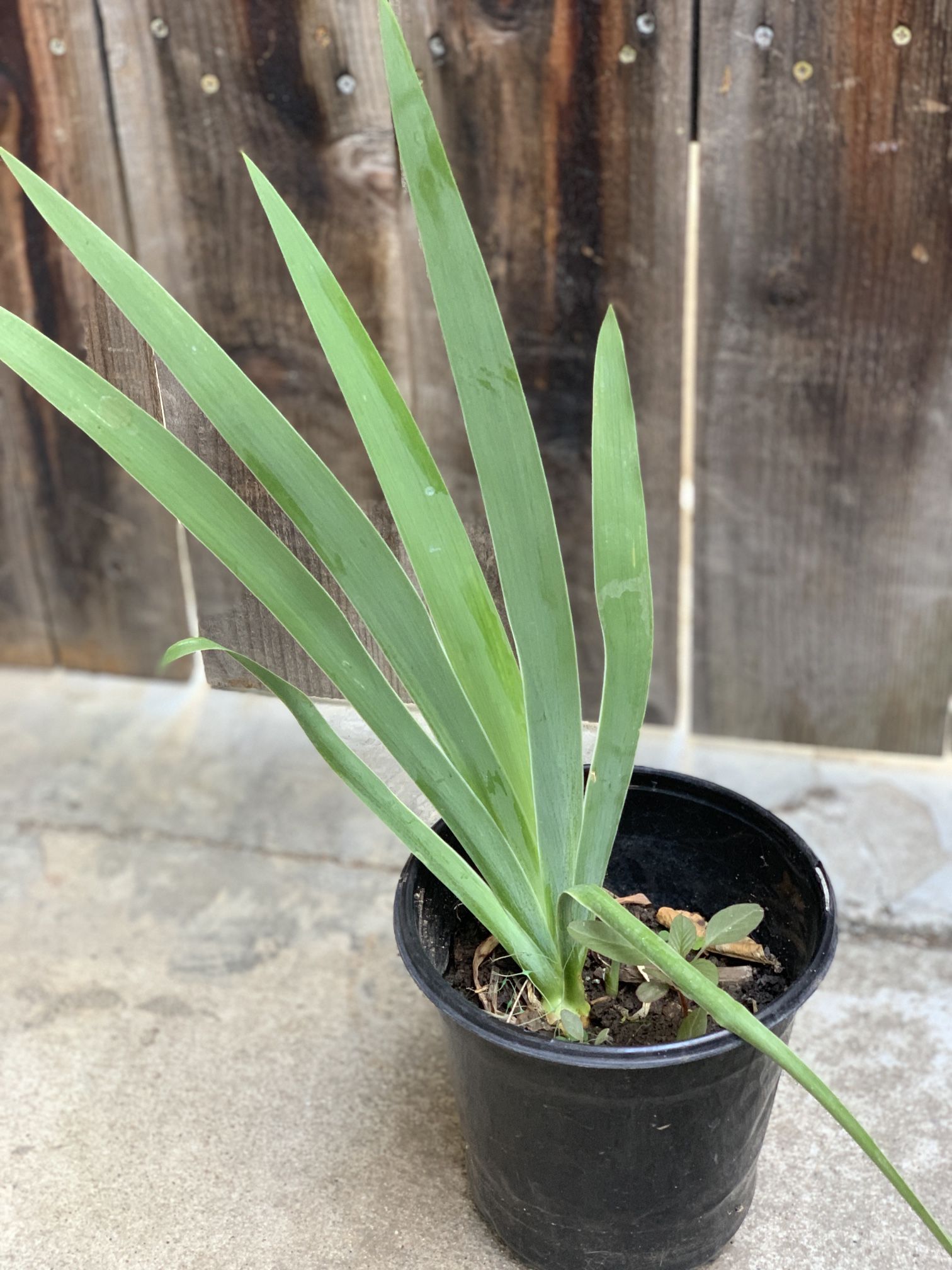 Purple flower iris plant in 1 gallon pot