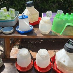 Pet Feeders Free