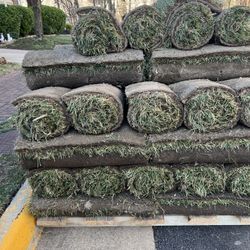 Fresh Sod Natural Grass 