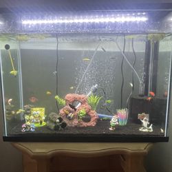 Fish Tank 