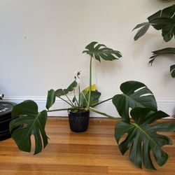 Big Monstera House Plant 