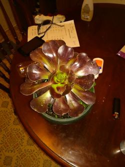Succulent rose