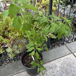 Blue Potato Bush - $21